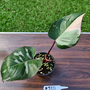 #320 Philodendron Pink Princess