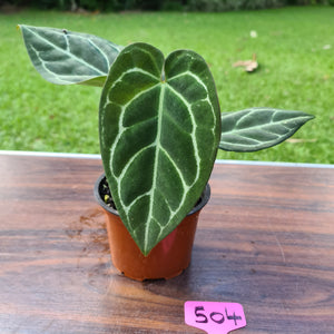 #504 Anthurium Crystallinum x