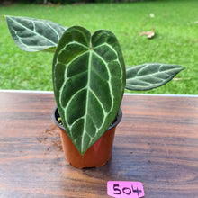 Load image into Gallery viewer, #504 Anthurium Crystallinum x
