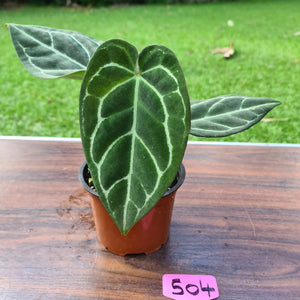 #504 Anthurium Crystallinum x