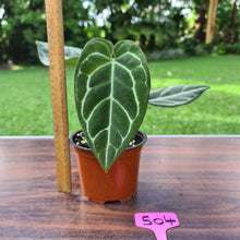Load image into Gallery viewer, #504 Anthurium Crystallinum x