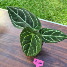 Load image into Gallery viewer, #504 Anthurium Crystallinum x