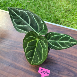 #504 Anthurium Crystallinum x