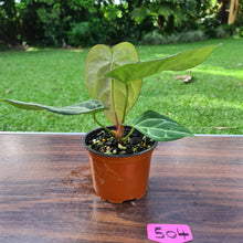 Load image into Gallery viewer, #504 Anthurium Crystallinum x