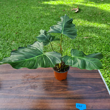 Load image into Gallery viewer, #101 Philodendron Corsinianum / &#39;Bronze Shield&#39;