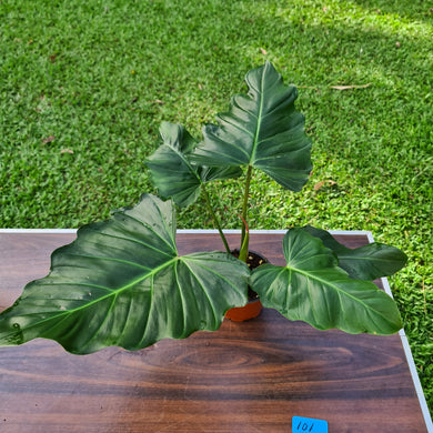 #101 Philodendron Corsinianum / 'Bronze Shield'