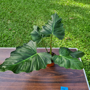 #101 Philodendron Corsinianum / 'Bronze Shield'