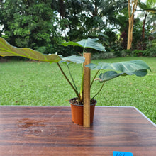 Load image into Gallery viewer, #101 Philodendron Corsinianum / &#39;Bronze Shield&#39;