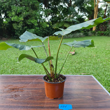 Load image into Gallery viewer, #101 Philodendron Corsinianum / &#39;Bronze Shield&#39;