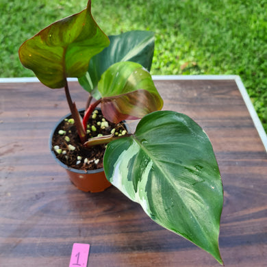 #1 Philodendron White Knight