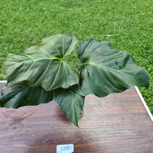 Load image into Gallery viewer, #139 Philodendron Corsinianum / &#39;Bronze Shield&#39;