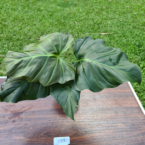 #139 Philodendron Corsinianum / 'Bronze Shield'