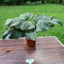 Load image into Gallery viewer, #139 Philodendron Corsinianum / &#39;Bronze Shield&#39;