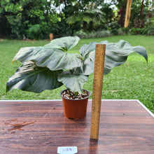 Load image into Gallery viewer, #139 Philodendron Corsinianum / &#39;Bronze Shield&#39;