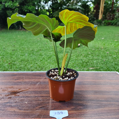 #139 Philodendron Corsinianum / 'Bronze Shield'