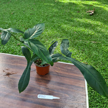 Load image into Gallery viewer, #310 Philodendron 69686 - &#39;Big Ears&#39;