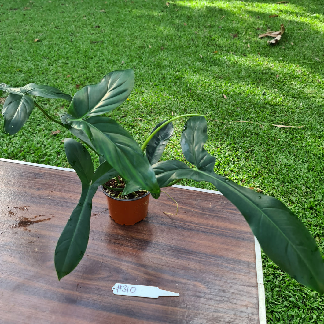#310 Philodendron 69686 - 'Big Ears'