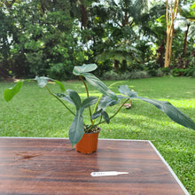 Load image into Gallery viewer, #310 Philodendron 69686 - &#39;Big Ears&#39;