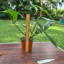 Load image into Gallery viewer, #310 Philodendron 69686 - &#39;Big Ears&#39;