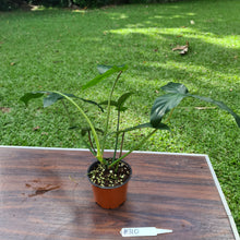 Load image into Gallery viewer, #310 Philodendron 69686 - &#39;Big Ears&#39;