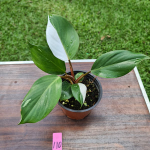 #110 Philodendron White Knight