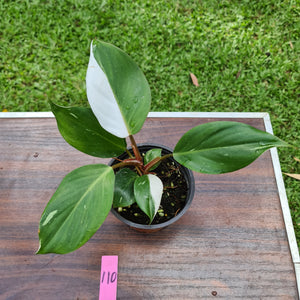 #110 Philodendron White Knight