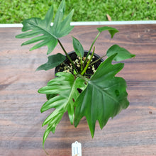 Load image into Gallery viewer, #11 Philodendron Mayoi