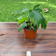 Load image into Gallery viewer, #11 Philodendron Mayoi
