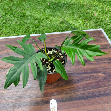 #11 Philodendron Mayoi