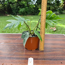 Load image into Gallery viewer, #11 Philodendron Mayoi