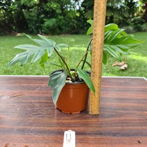 #11 Philodendron Mayoi