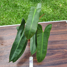 Load image into Gallery viewer, #85  Philodendron Atabapoense