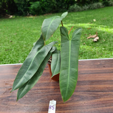 Load image into Gallery viewer, #85  Philodendron Atabapoense