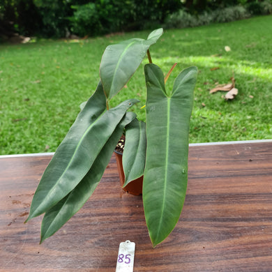 #85  Philodendron Atabapoense