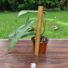 Load image into Gallery viewer, #85  Philodendron Atabapoense