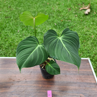 #507 Philodendron Gloriosum