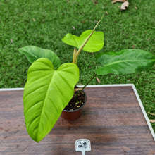 Load image into Gallery viewer, #28 Philodendron Golden Erubescens