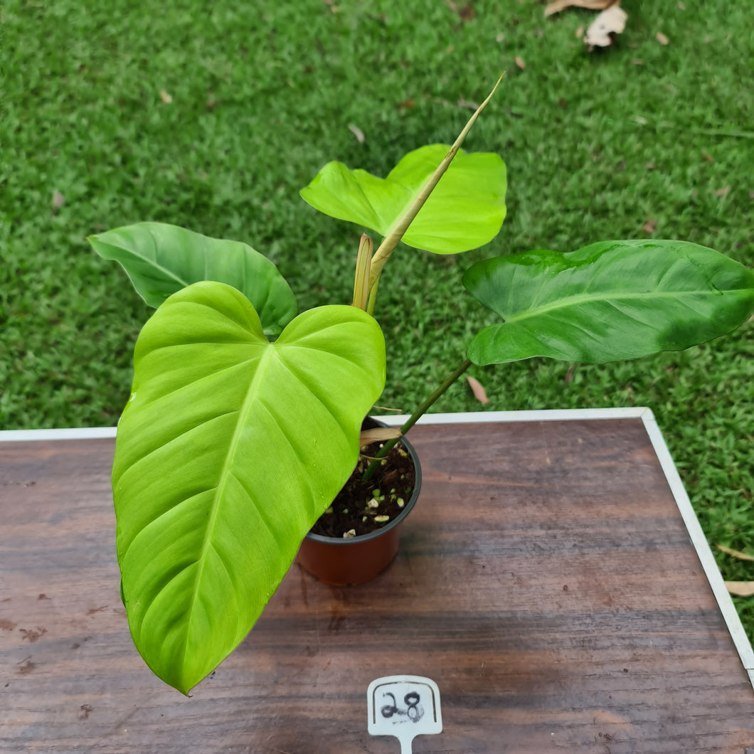 #28 Philodendron Golden Erubescens