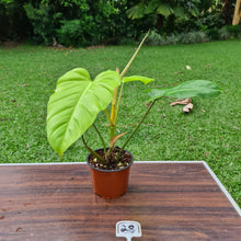 Load image into Gallery viewer, #28 Philodendron Golden Erubescens
