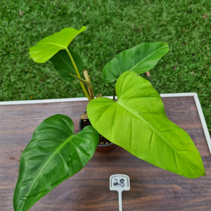 #28 Philodendron Golden Erubescens