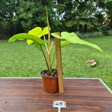 Load image into Gallery viewer, #28 Philodendron Golden Erubescens