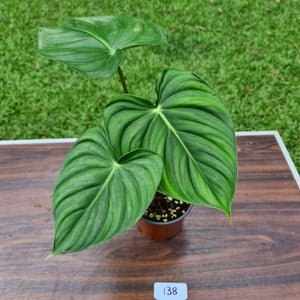 #138 Philodendron Pastazanum