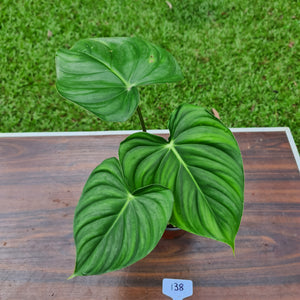 #138 Philodendron Pastazanum