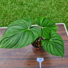 Load image into Gallery viewer, #138 Philodendron Pastazanum