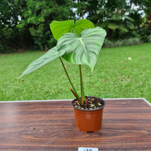 #138 Philodendron Pastazanum