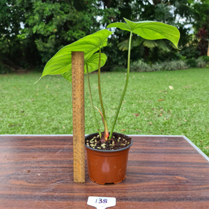 #138 Philodendron Pastazanum