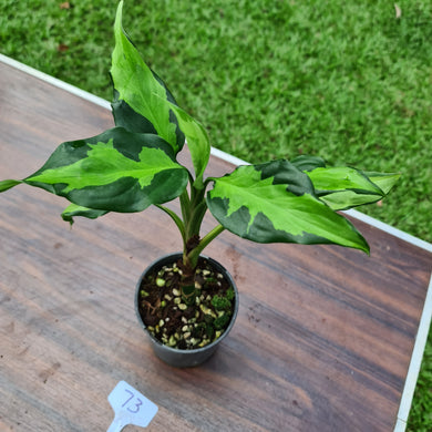 #73 Aglaonema Modestum Medio Pictum / Shingii