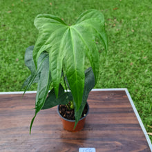Load image into Gallery viewer, #154 Anthurium Macrolobium x