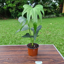 Load image into Gallery viewer, #154 Anthurium Macrolobium x