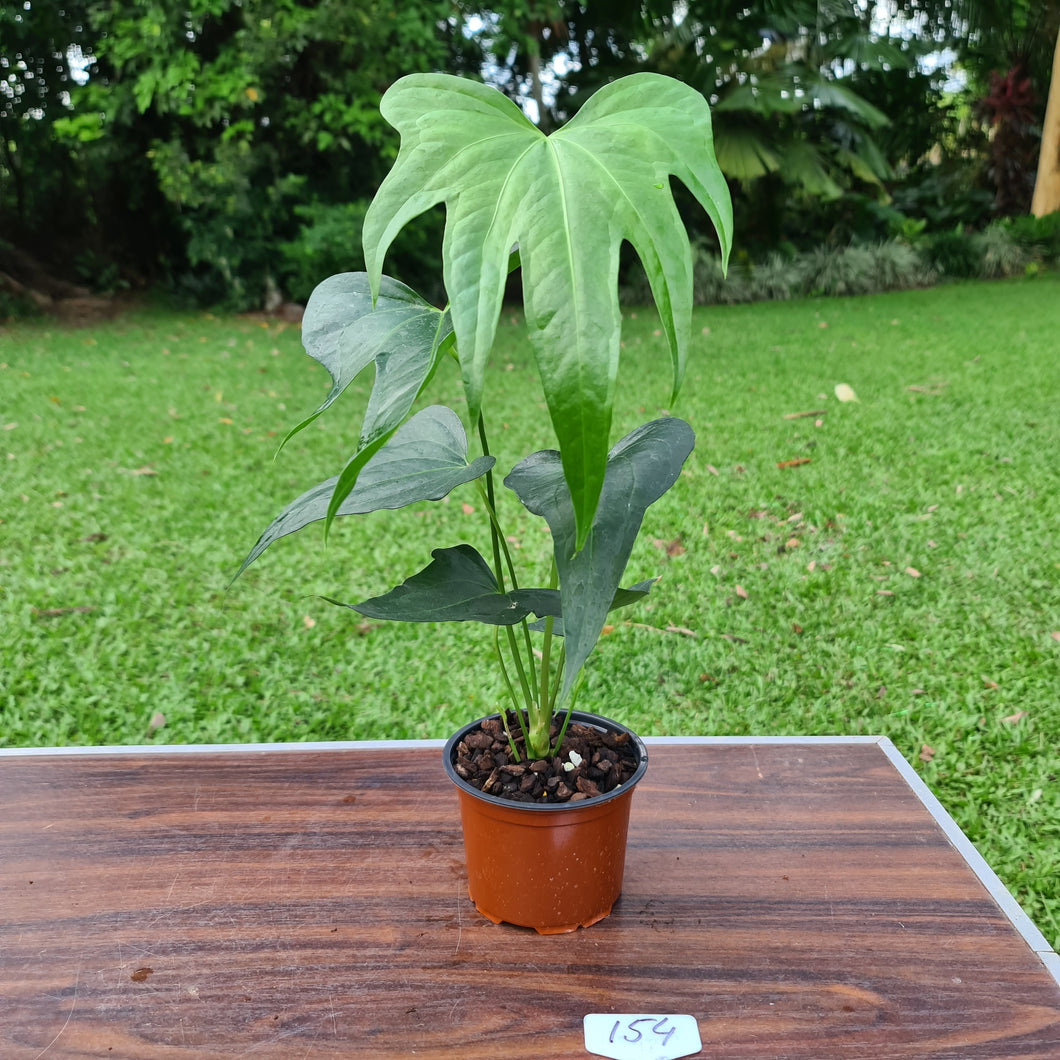 #154 Anthurium Macrolobium x